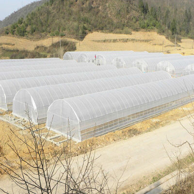Agricultural Galvanized Tunnel Greenhouse Plastic Tomato Greenhouse With Bolt Connection