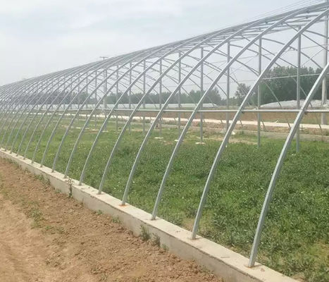 Agricultural Galvanized Tunnel Greenhouse Plastic Tomato Greenhouse With Bolt Connection