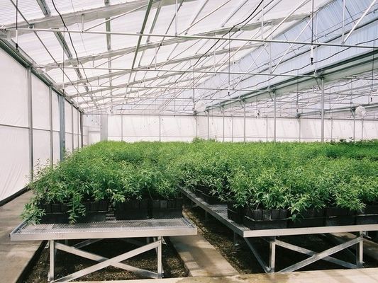 Greenhouse UV Protected Plastic Film Anti Drip 80%-90% Light Transmission Aluminum Zinc Plating